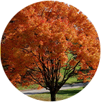 Acer Rubrum